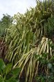 Vacoa du pacifique. PANDANUS sanderii. Pacifique. Pandanaceae. 6-8m